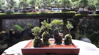 【Bonsai diary】  小さな石付き盆栽を作る　♯327