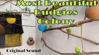 Most Beautiful Budgies Colony in Bareilly  #viralvideo #bareilly #birds