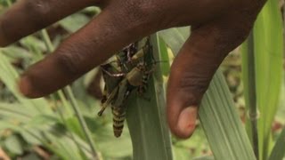 Les insectes, nourriture du futur ?