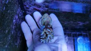 Acropora valida blue tips-S Coral gandalf