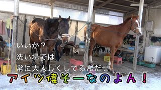 あーこっこ乗馬日記〜ゆーしゅーなオイラがあの茶色いのに乗馬としての見本見せたる！