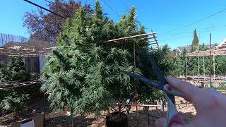 Do This Before Harvesting Your Outdoor Cannabis Plants!!! || 9-27-2022