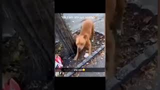 Funny Animal Videos 2022 😂 - Funniest  Dogs Videos 😺😍🐕‍🦺 #shorts
