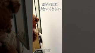 賢いと壁に手をつくらしい    A clever dog who puts his hand on the wall