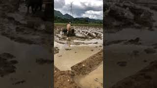 වී වගාව සදහා බිම් සැකසීම Harrowing muddy field for Rice