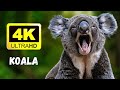 4K ULTRA HD & KOALA | Relax music & Lofi Hip-Hop