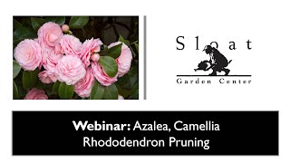 Webinar: Azalea, Camellia, and Rhododendron Pruning Tips \u0026 Tricks