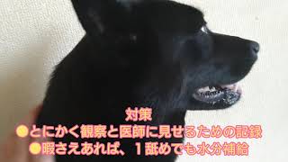 #甲斐犬　肺炎悪化！救急へ！状況や対策は?肺炎は怖い病気…The explanation in English is in the explanation column ↓ of the video.