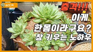 다육이 창 한몸으로 키우는 특별한 노하우!! 이렇게도 키울 수 있네요.