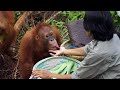 An Overweight Orangutan Tries to Cheat His Diet | Orangutan Jungle School