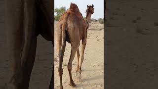 Camels life videos || #camels #desert #camelot #desert #shortfeed 🐪🐪🐪