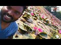 malarikkal water lillies thiruvaarpu മലരിക്കൽ ആമ്പൽ പാടം