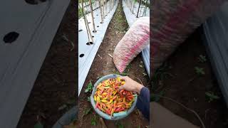 panen cabe rawit ori 212 | 126 hst