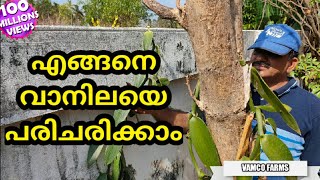 എങ്ങനെ വാനിലയെ പരിചരിക്കാം ? How to take care of vanilla ? (vanilla series) part 2.. detailed..