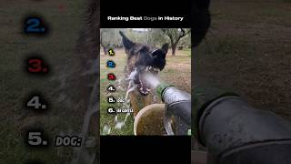 Ranking Best Dogs in History
