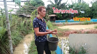 ทดลองให้อาหารก้อนปลาสวายเพื่อลดต้นทุนค่าอาหาร|กบปลาพารวย