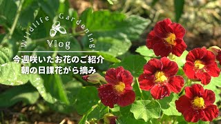 【Vlog】今週咲いたお花のご紹介｜朝の日課花がら摘み｜畑は小さな生態系