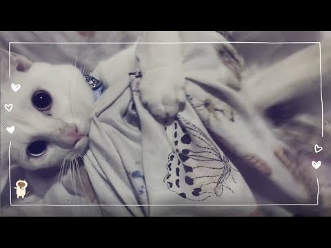 Yomo Cat Vlog 37 Youtube