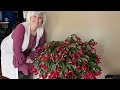 christmas cactus care how to tips and tricks