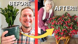 Christmas Cactus Care | How to, Tips, and Tricks