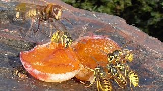 Hornet attacks and kills yellow jackets. Best of one day   5.9.2018