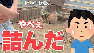 うさぎが掘ったトンネルを移動させようとしたら重大な問題が発覚して終了しました　No.1081