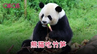 熊猫吃竹笋，肚子饿的时候最好别看 The panda eat bamboos.