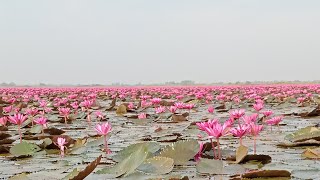 เที่ยวเล่นทะเลบัวแดงอ.กุมภวาจ.อุดร บรรยากาศธรรมชาติคือดีสุดๆ