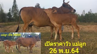 เปิดราคาวัวเเม่ลูก วันนี้ 26พ.ย.64@พี่จ่า ปทุมราช