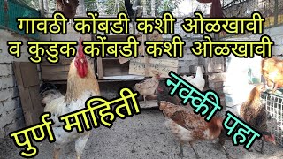 How to identify desi hen (गावठी कोंबडी कशी ओळखावी व कुडुक कोंबडी कशी ओळखावी) पुर्ण माहिती .