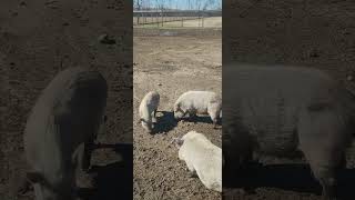 Pot-bellied pigs at the Bayou Wildlife Zoo pt 3