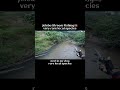 #shorts-Malaysian Stream Fishing-New Rare local species-clear mountain river