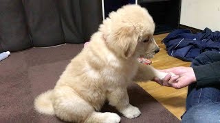 お手を完全マスターした生後３ヶ月のゴールデンレトリバー子犬