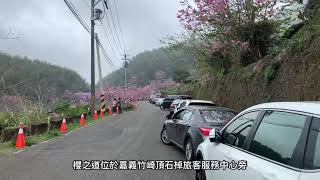 （嘉義竹崎）頂石棹步道-櫻之道，整個步道櫻花美到爆，茶園櫻花美景拍不停。