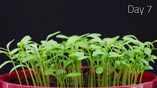 GARDEN CRESS TIME LAPSE