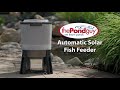 Feeding Your Fish Has Never Been Easier! The Pond Guy KoiGrower: Automatic Solar Fish Feeder