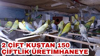 MUHABBET KUŞU ÜRETİMHANE | MUHABBET KUŞU ÜRETİMİ | İLAÇ BAKIM VE BESLEMESİ | ÇEK YERLİ İNGİLİZ TAKIM