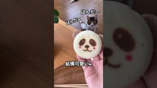 猫とおやつ食うしかない日常😑　#仕事はちゃんとしてるよ？ #vlog #猫のいる暮らし