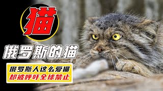 俄羅斯人這麼喜歡猫，西方為何還要制裁俄羅斯的猫？【小馬哥知識局】