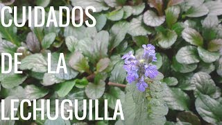 Ajuga Reptans//Búgula//Lechuguilla// Informacion sobre sus cuidados.