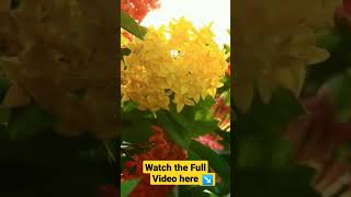 Top 5 Wedding Flowers