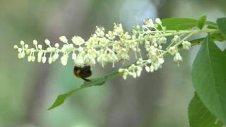 Bumblebee on Japanese Sweet Shrub トラマルハナバチ♀がリョウブを訪花