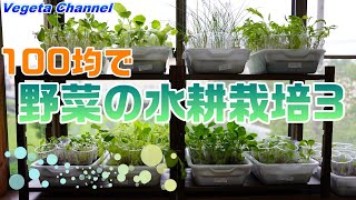 食糧危機に備えて、100均で無農薬野菜の水耕栽培３