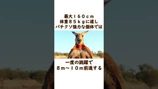 カンガルーに関する雑学　　#雑学 #豆知識  #shorts  #short  #shortvideo