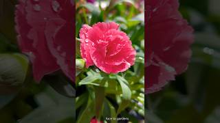 Beautiful #carnation, mother’s love 粉色的康乃馨,母亲的爱! #母亲节