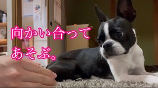 飼い主とイチャイチャするなんでか男の子ですか？としか聞かれたことがないボストンテリアのごろちゃん。(やっぱ名前かな。)