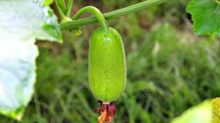 কোমোৰা খেতিৰ নতুন পদ্ধতি । Kumura kheti kenekoi Kora hoi | Ash gourd