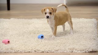 Stop Puppy Separation Anxiety With Kong Toys | Chewy