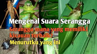 Mengenal suara SERANGGA | Kok ada yg berkicau seperti ini ya