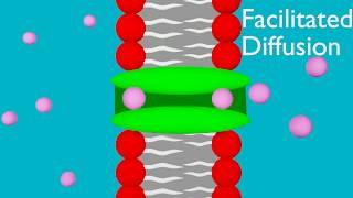 Passive transport, diffusion and facilitated diffusion animation